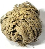 ROSE OF JERICHO